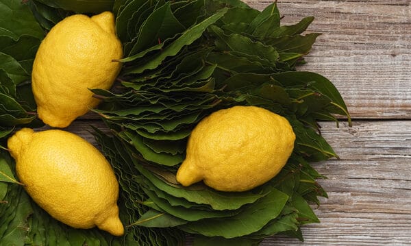 Lovorjev sirup z limono